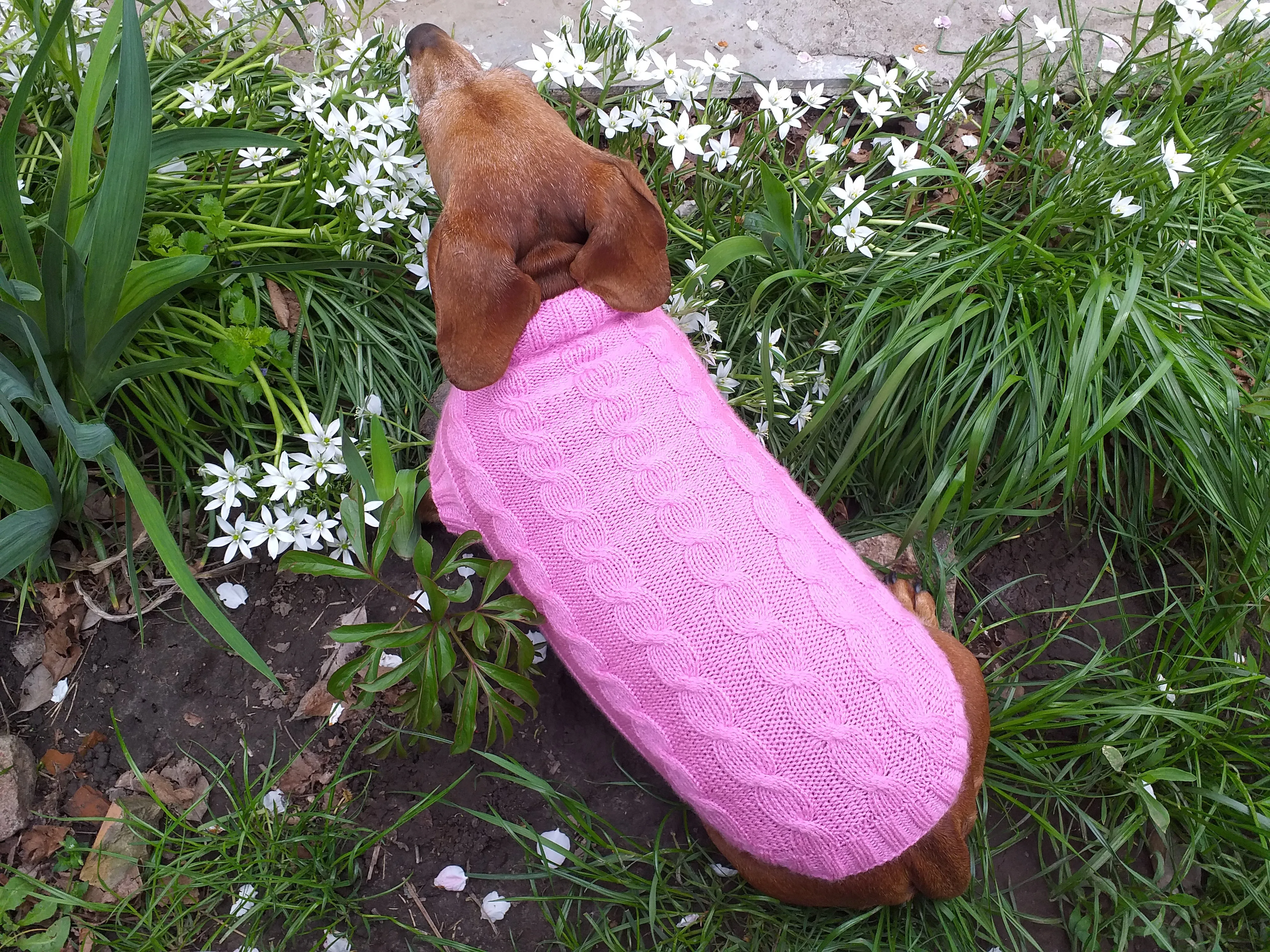 Pink knitted sweater for small dog, clothes for dachshunds