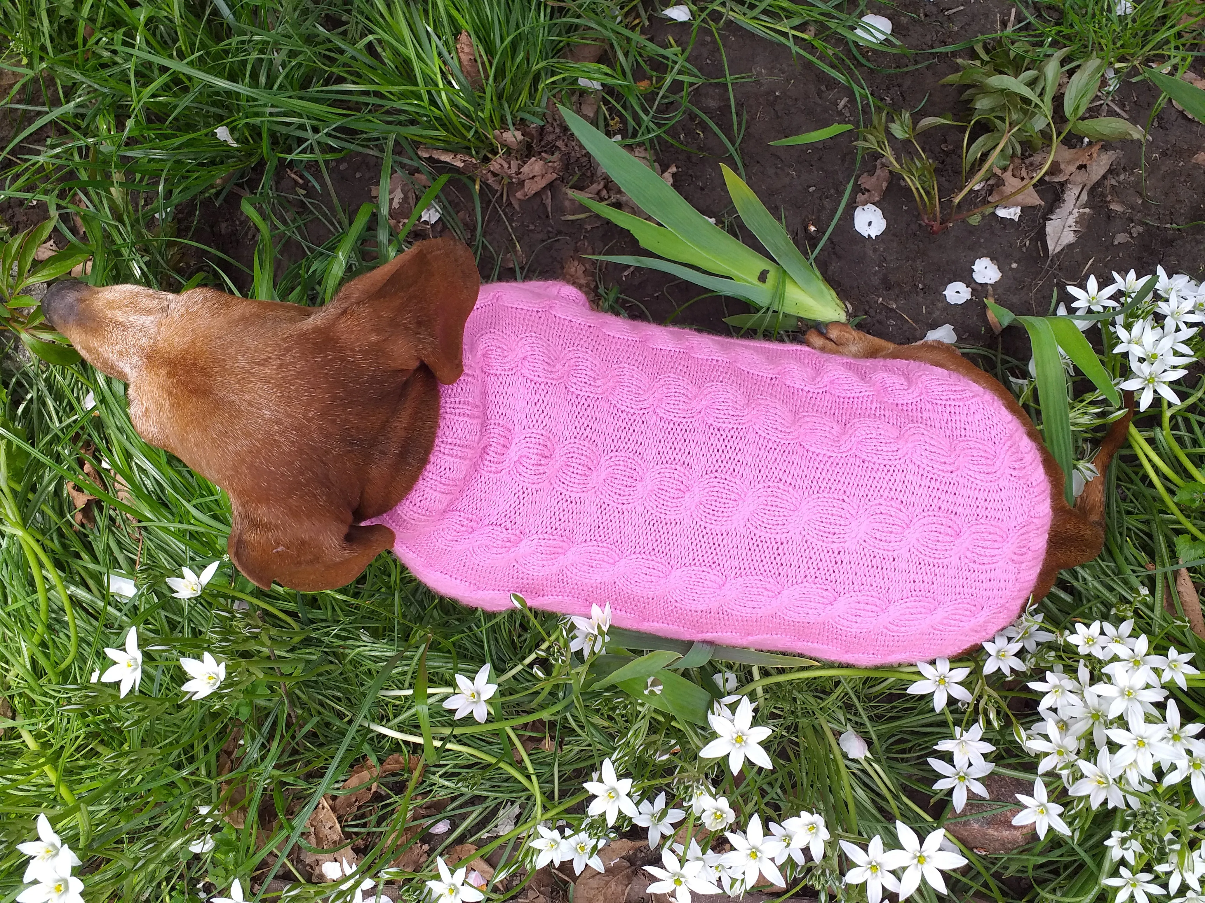 Pink knitted sweater for small dog, clothes for dachshunds