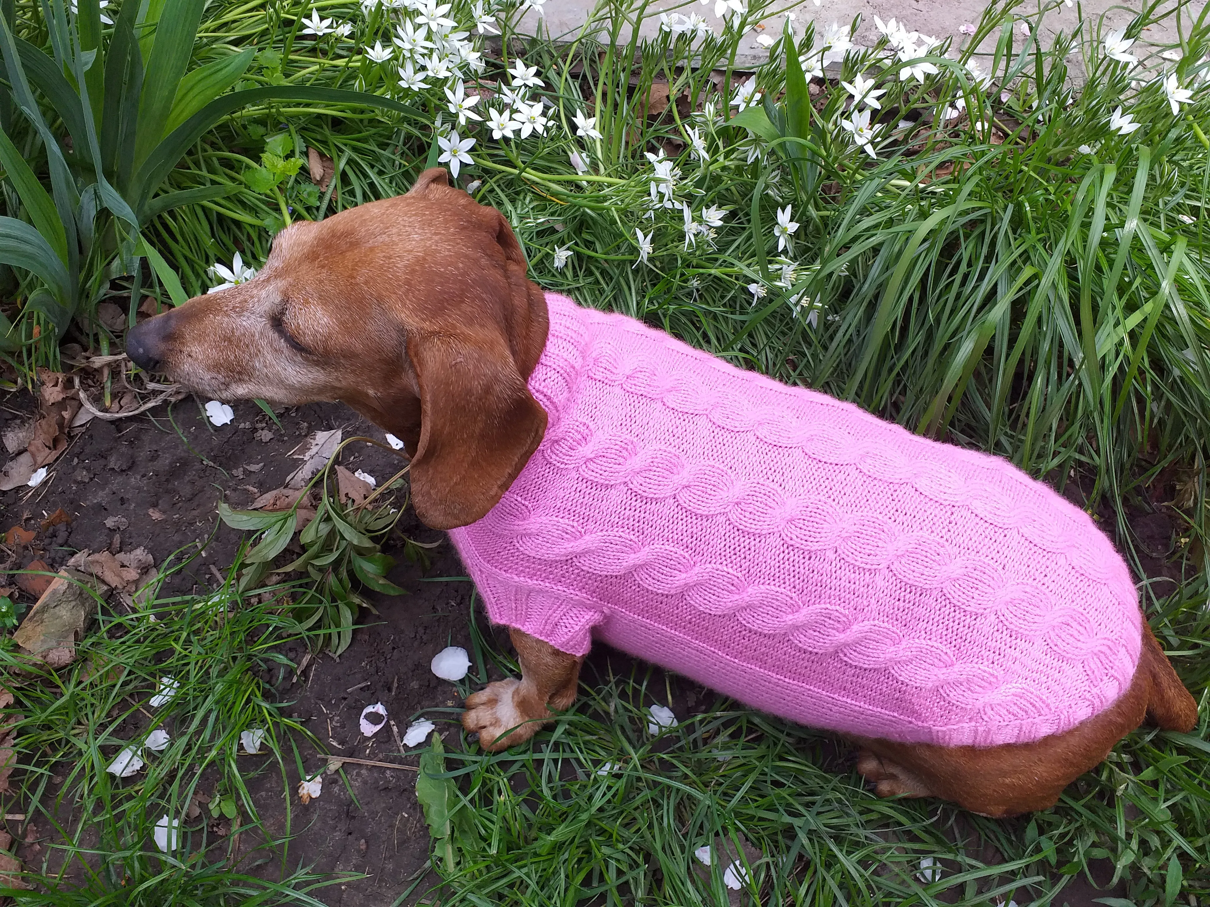 Pink knitted sweater for small dog, clothes for dachshunds