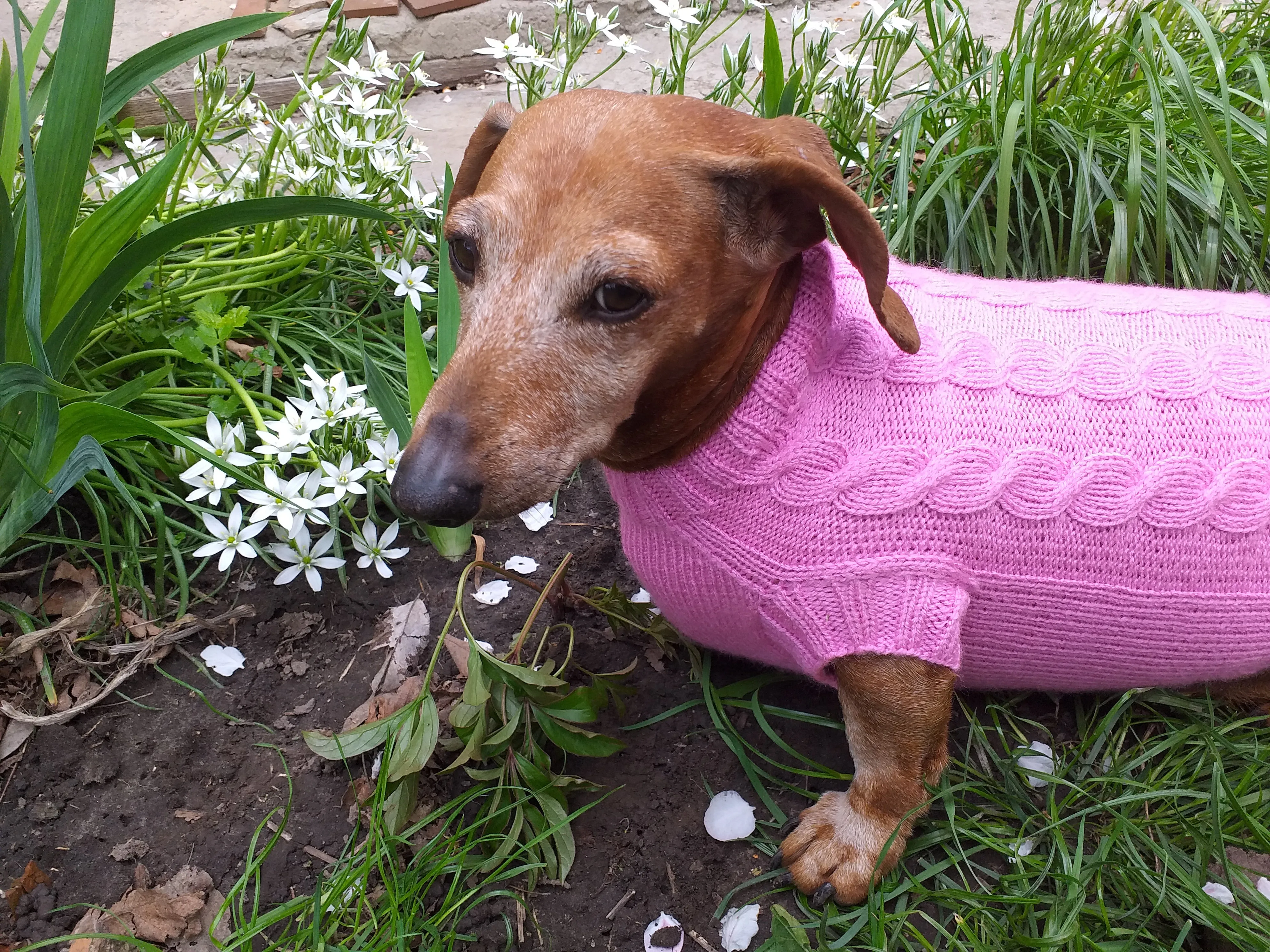 Pink knitted sweater for small dog, clothes for dachshunds