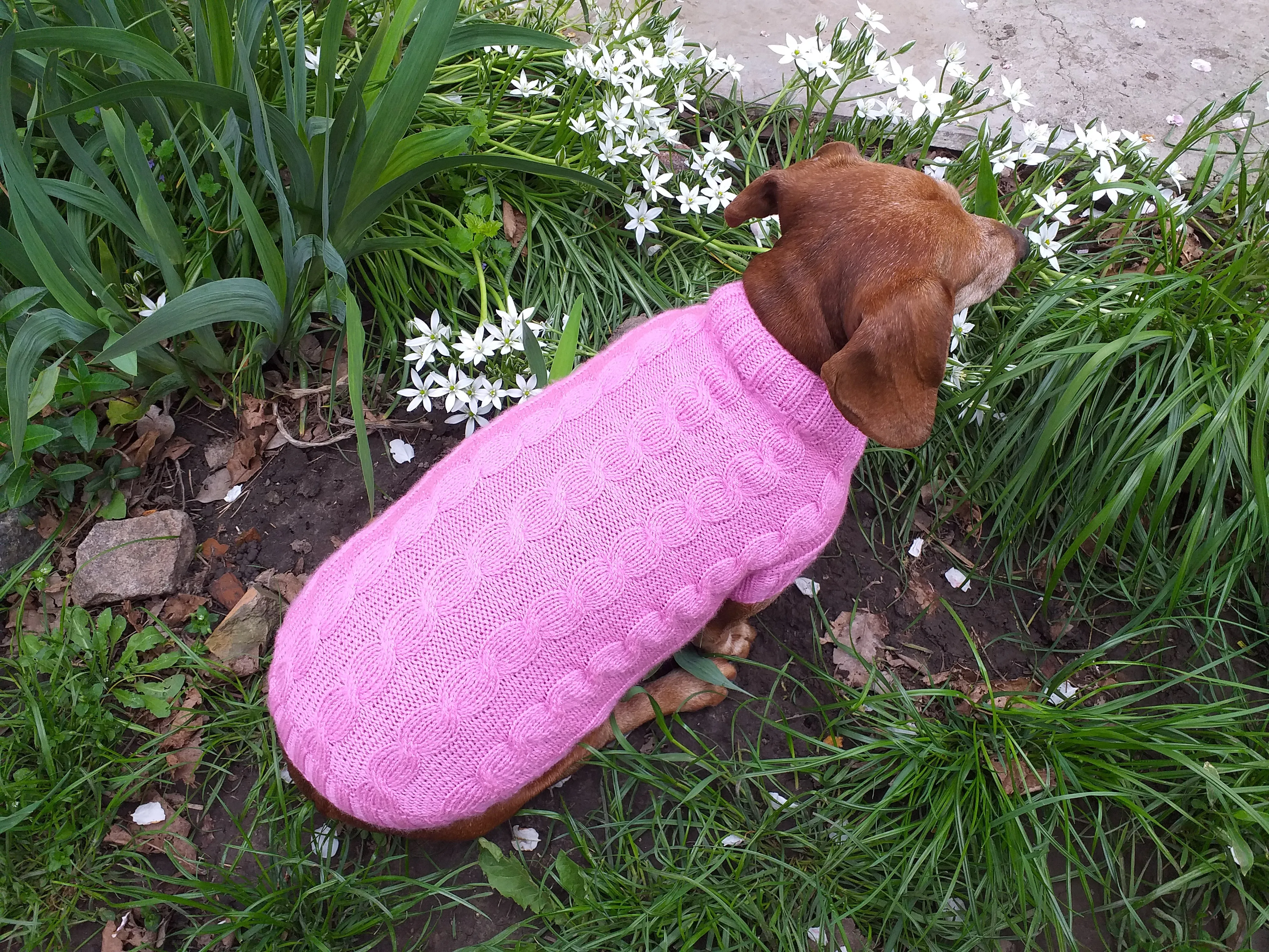 Pink knitted sweater for small dog, clothes for dachshunds