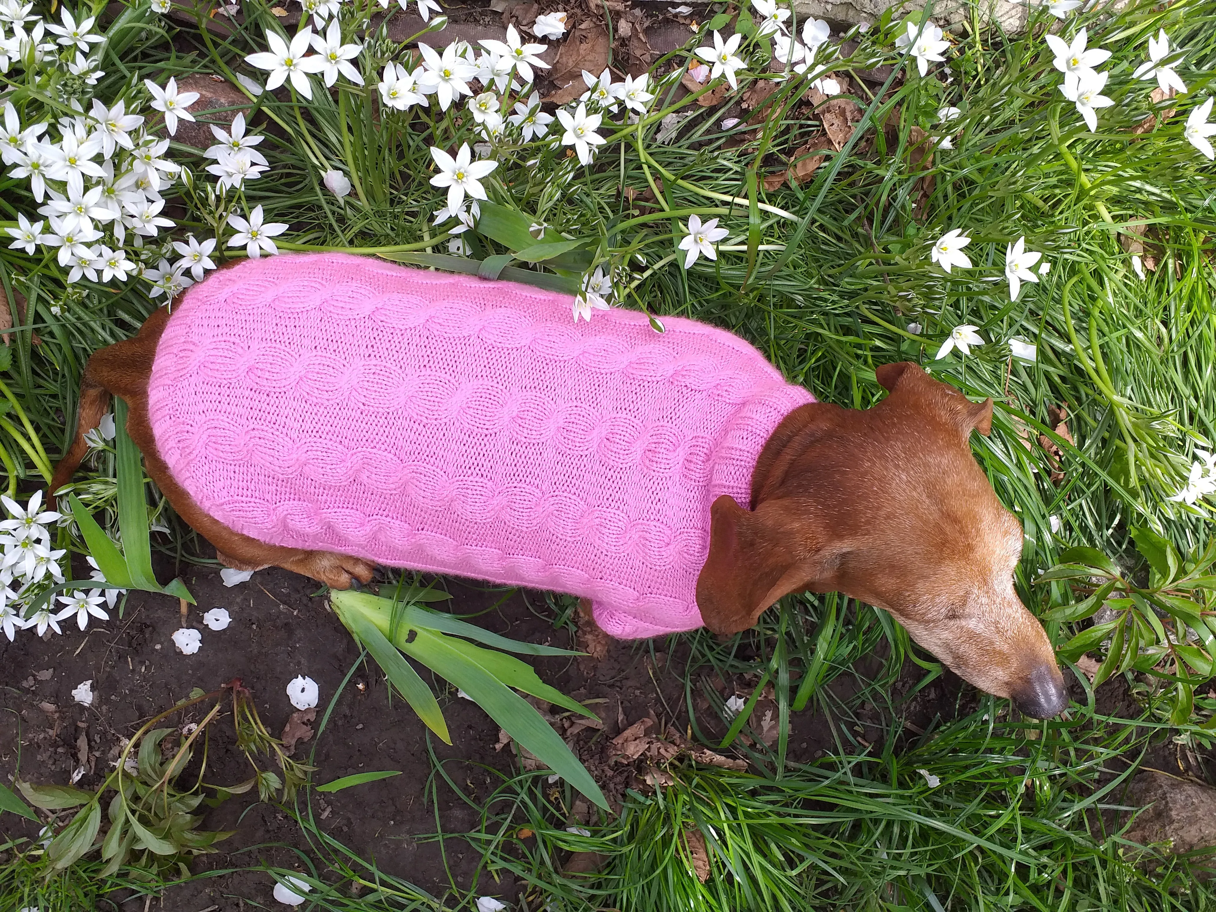 Pink knitted sweater for small dog, clothes for dachshunds